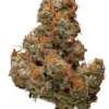 Chocolope Kush Strain 2 Chocolope