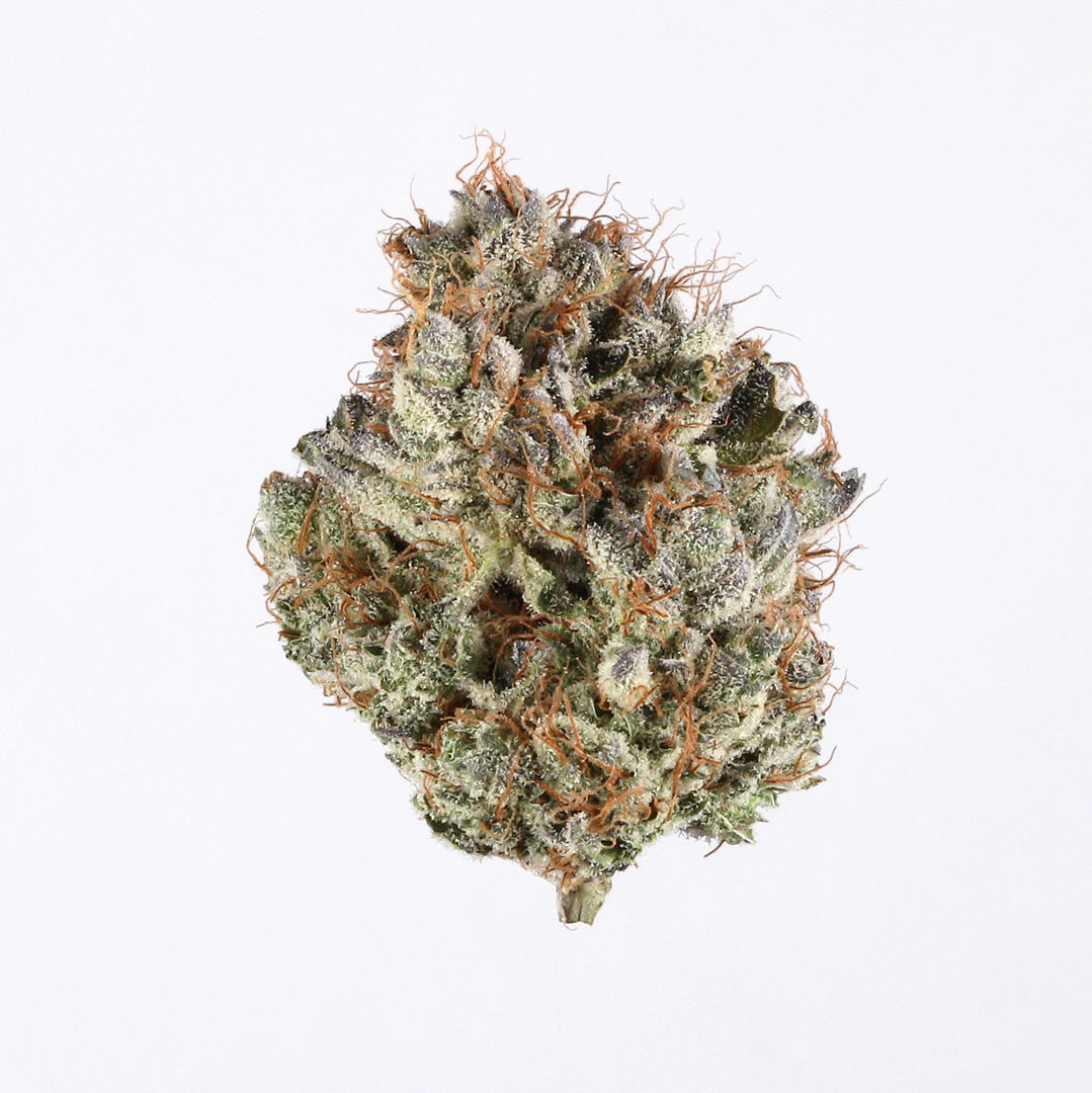 Cinderella 99 (C99) Strain 3 Cinderella 99 (C99) Strain