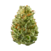 Strawberry Cough 1 strawberry cough