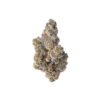 Glitter Bomb Strain 2 Glitter Bomb Strain