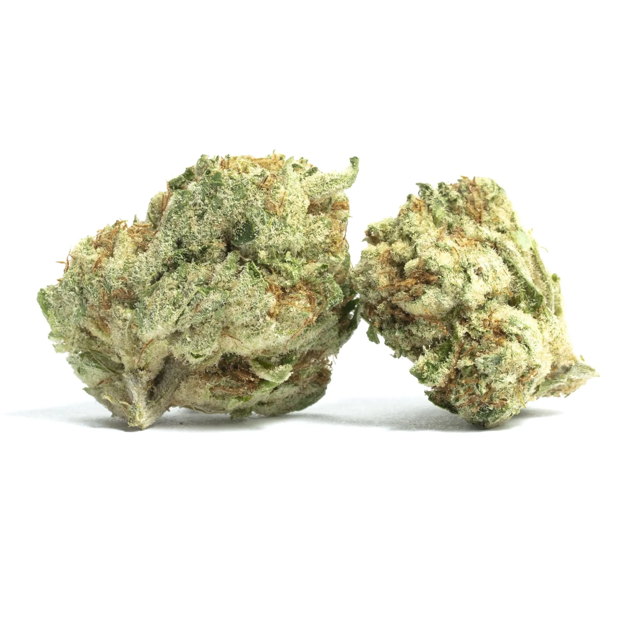 Gushers Strain 3 Gushers Strain