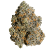 RS11 Strain 2 RS11 Strain
