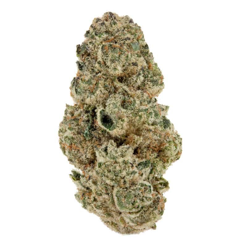 Horchata Strain 3 Horchata Strain