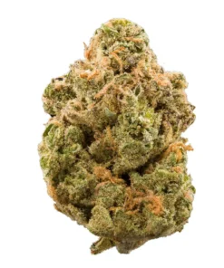 Mimosa Strain