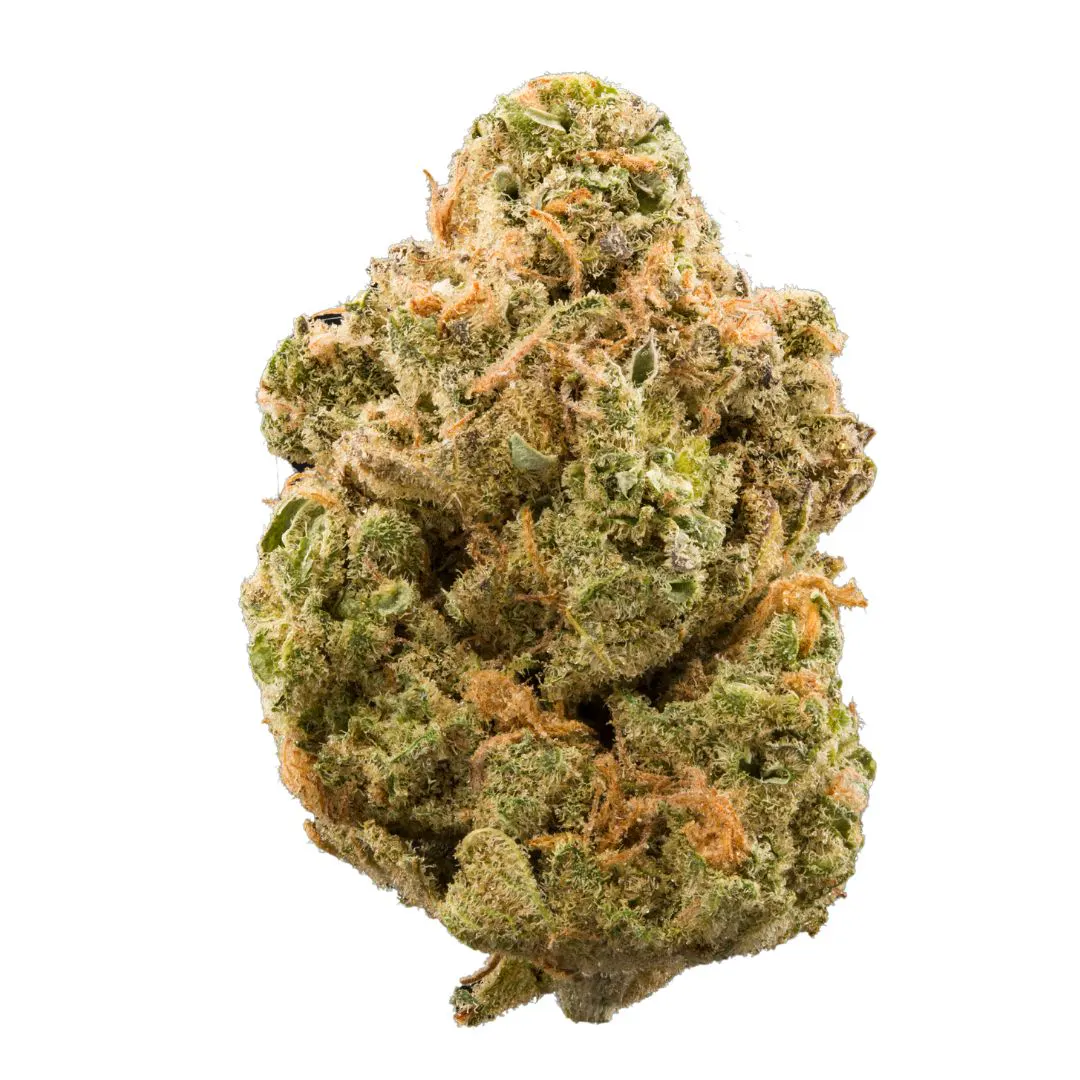 Mimosa Strain 3 Mimosa Strain