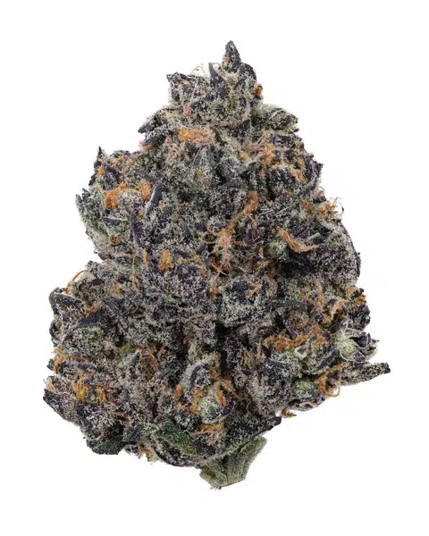Tropicana Cherry Strain 3 Tropicana Cherry Strain